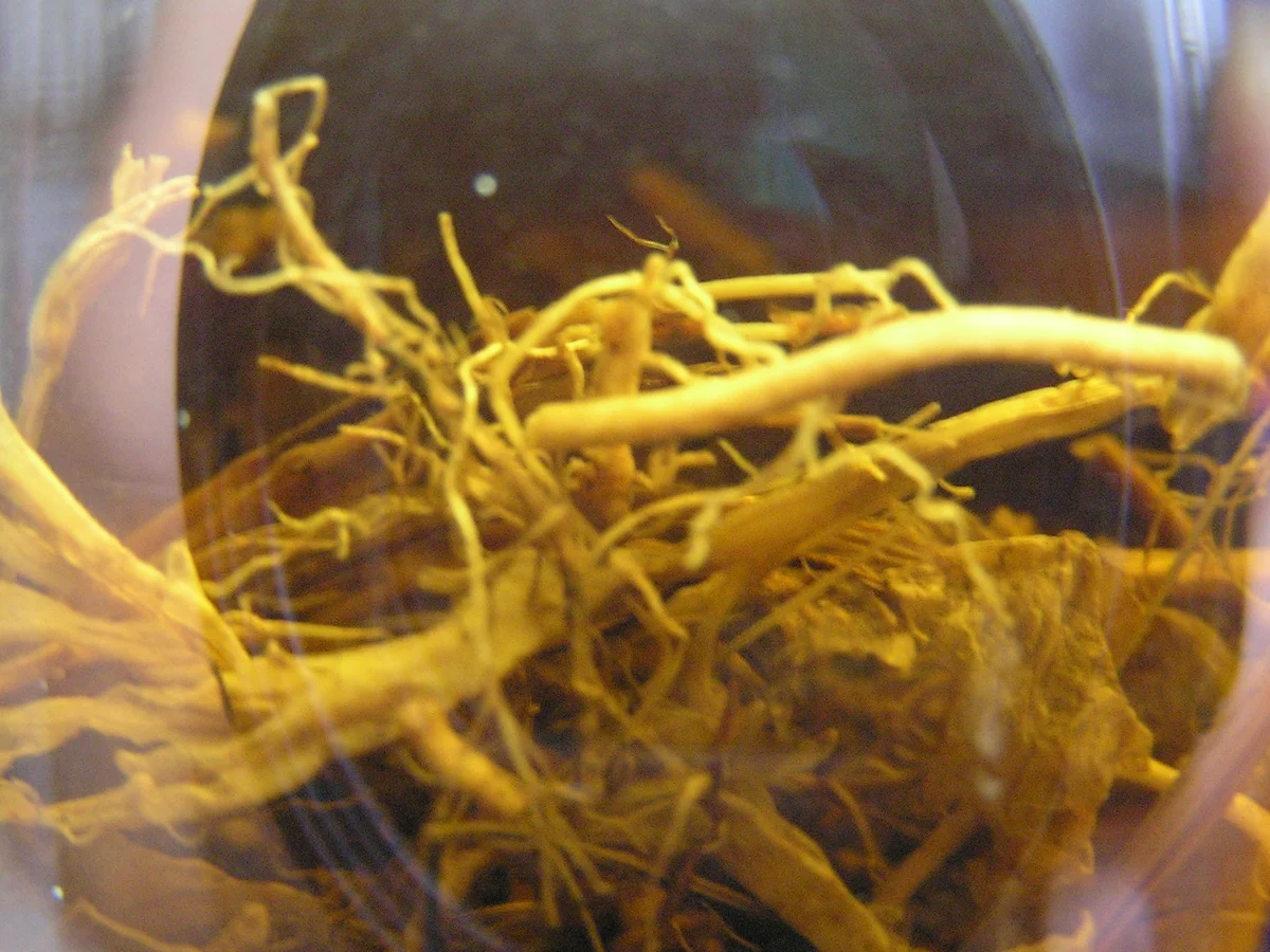 Baldrianwurzeln im Glas