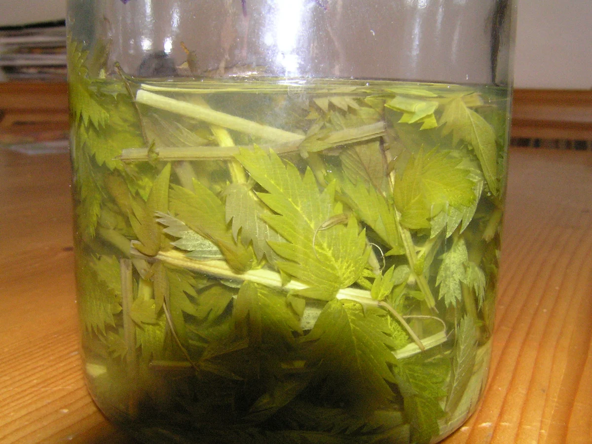 Ansatz mit Gänsefingerkraut