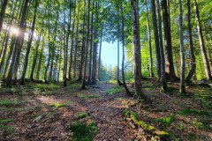 ein wunderbarer Blick in den Wald