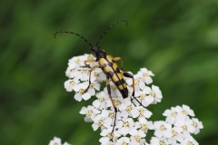 Gefleckter Schmalbock