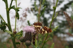 Landkärtchen