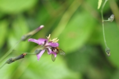 Fliege mit Pollenbeinchen