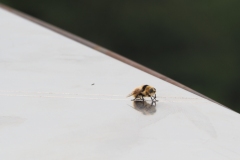 Hummelschwebfliege am Aussichtsturm