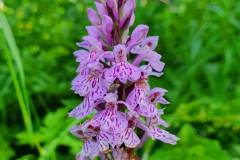 geflecktes Knabenkraut (Dactylorhiza maculata)