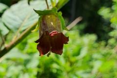 Tollkirsche (Atropa belladonna)