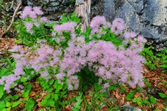 Akeleiblättrige Wiesenraute (Thalictrum aquilegiifolium)