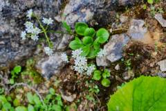 Felsen-Baldrian (Valeriana saxatilis)