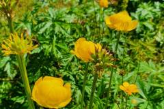 Trollblume (Trollius europaeus)