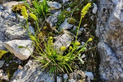 Gewöhnliche Simsenlilie (Tofieldia calyculata)