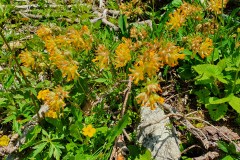 Echter Wundklee (Anthyllis vulneraria)