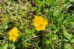 Alpen-Sonnenröschen (Helianthemum alpestre)