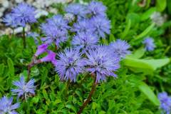 Herzblättrige Kugelblume (Globularia cordifolia)