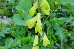 Wolfs-Eisenhut (Aconitum lycoctonum)