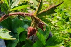 Bach-Nelkenwurz (Geum rivale)