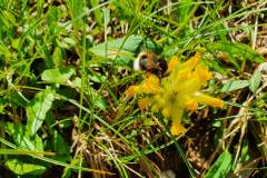 Echter Wundklee (Anthyllis vulneraria)