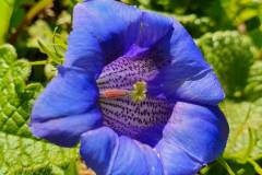 Clusius Enzian (Gentiana clusii)