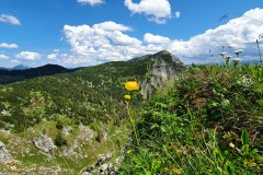 Eine Trollblume (Trollius europaeus)vor dem Dürrenstein