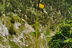 Trollblume (Trollius europaeus)