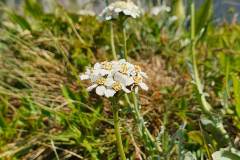 Bittere Schafgarbe (Achillea clavennae)