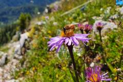 Berg-Aster (Aster amellus)