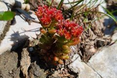 Dunkler Mauerpfeffer (Sedum atratum)