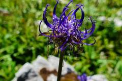 kugelige Teufelskralle (Phyteuma orbiculare)