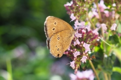 Brauner Waldvogel