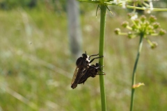 Raubfliegen bei der Paarung