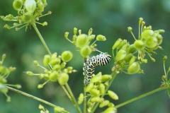 Raupe des Schwalbenschwanzes