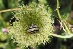 Schnecke im Karottenbett