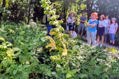 Klebriger Salbei (Salvia glutinosa)