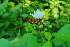 Klebsalbei Zünsler (Pyrausta falcatalis)