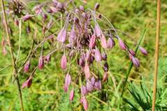 gekielter Lauch (Allium carinatum)