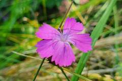 Kartäusernelke (Dianthus carthusianorum)