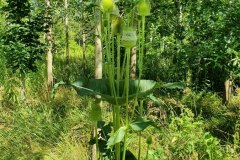 Schlitzblatt-Karde (Dipsacus laciniatus)