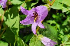 Nesselblättrige Glockenblume (Campanula trachelium)