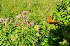 ein flüchtender Kaisermantel (Argynnis paphia)