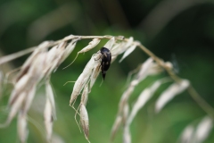 Stachelkäfer