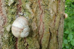 Weinbergschnecke (Helix pomatia)