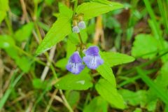 Sumpf-Helmkraut (Scutellaria galericulata)