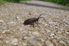 Weberbock (Lamia textor)