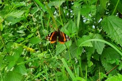 Admiral (Vanessa atalanta)