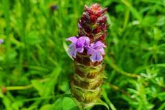 kleine Braunelle (Prunella vulgaris)