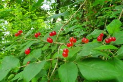 Rote  oder Gewöhnliche Heckenkirsche (Lonicera xylosteum)