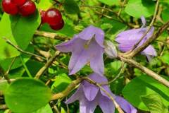 Glockenblume mit Heckenkirsche