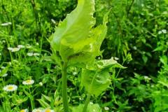 Kohl-Kratzdistel (Cirsium oleraceum)