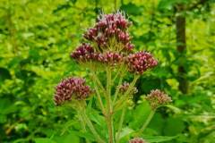 Gewöhnliche Wasserdost (Eupatorium cannabinum)