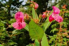 Drüsiges Springkraut (Impatiens glandulifera)