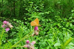 Kaisermantel (Argynnis paphia)