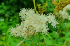 Echtes Mädesüß (Filipendula ulmaria)